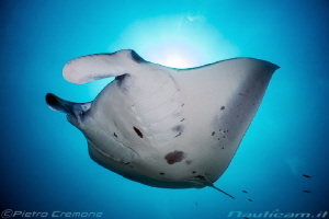 Manta ray by Pietro Cremone 